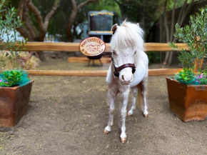 The Pony Experience; Glamping with Private Petting Zoo